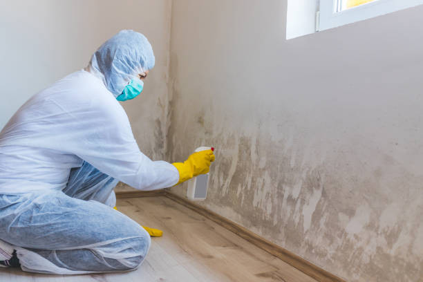 Licensed Black Mold Removal service in Glendale, KY - WQB Mold Removal