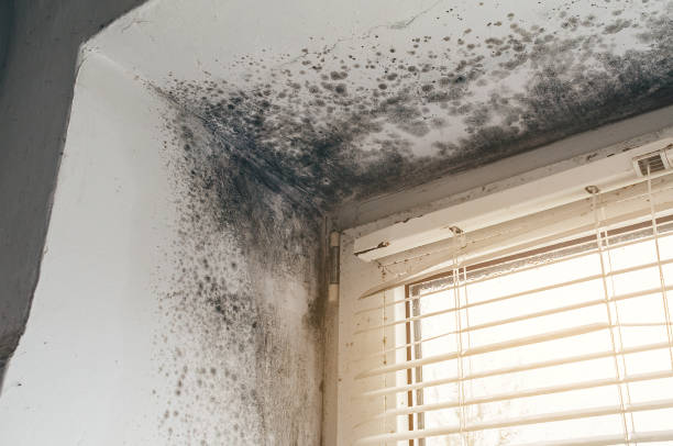 Affordable Black Mold Removal solutions in Glendale, KY